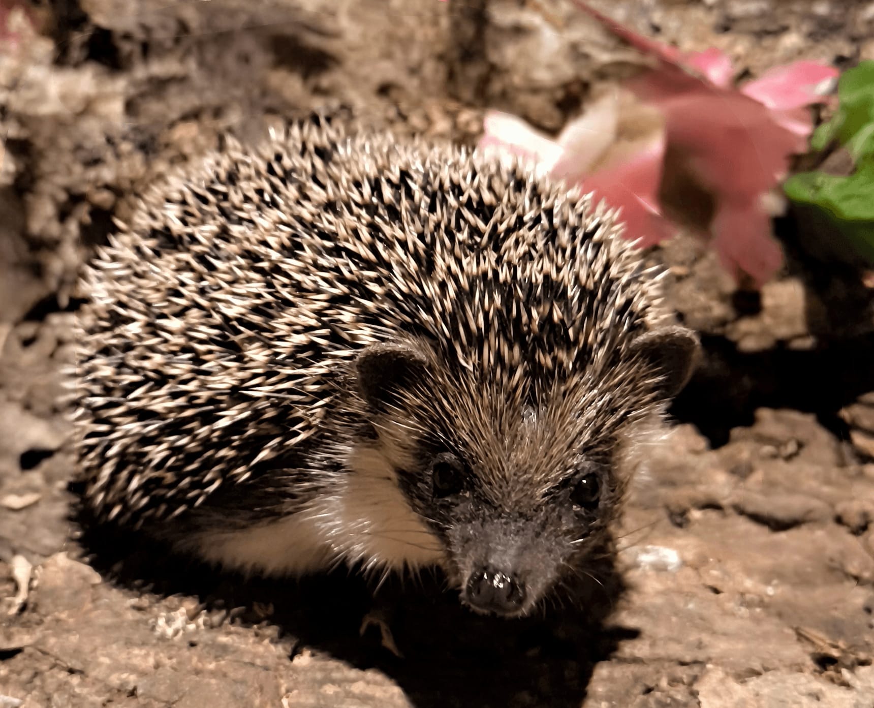 Winterwurf 2025/2026