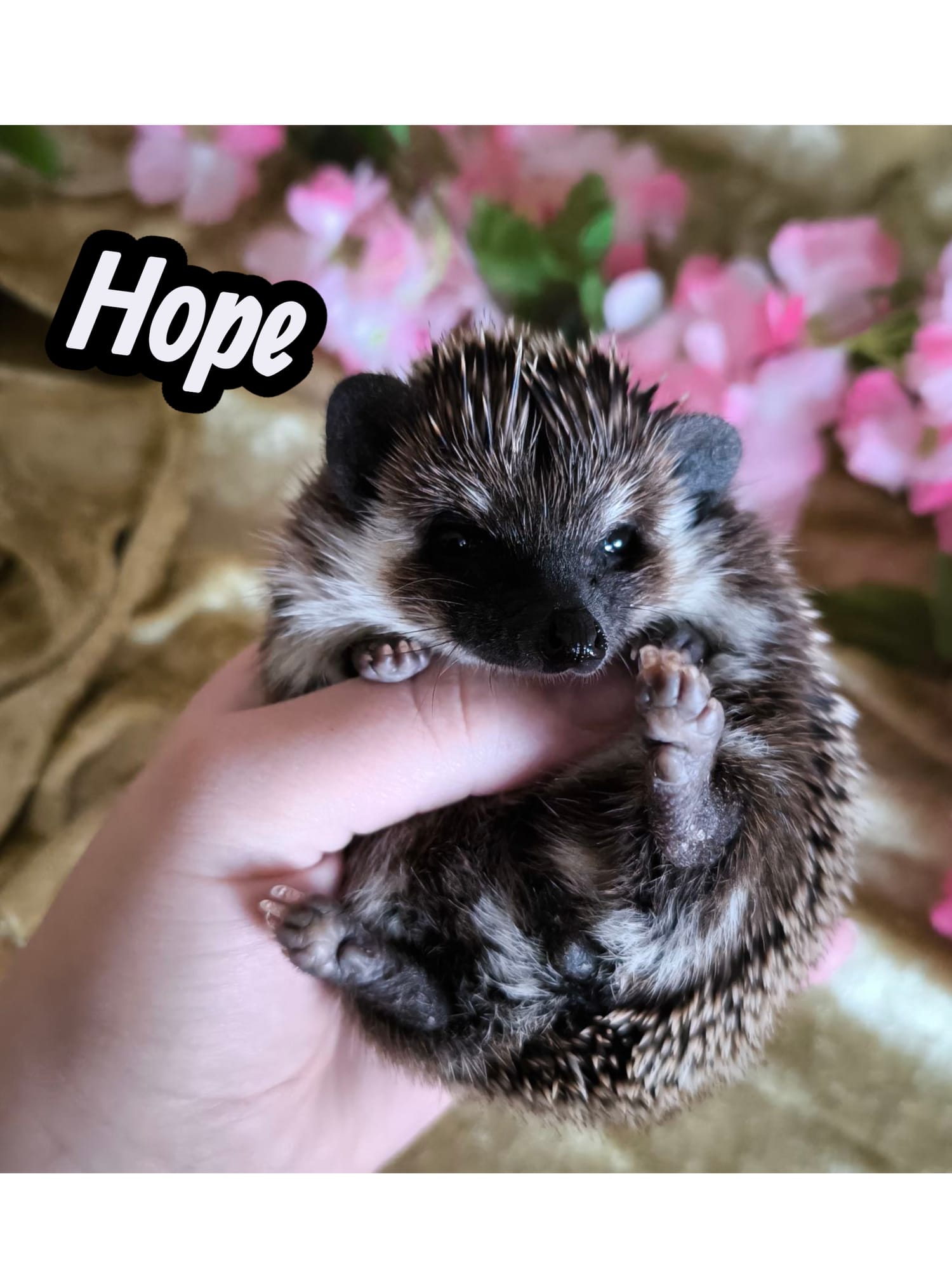 Unsere Zuchtphilosophie